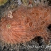 frogfish_hairy_ta_hsb_r_h_0036_kom3080.jpg